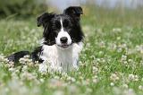 BORDER COLLIE 528